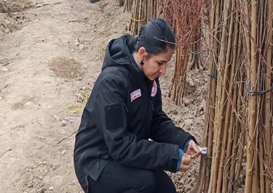 Sertifikasız Fidan Üretmek Yasak