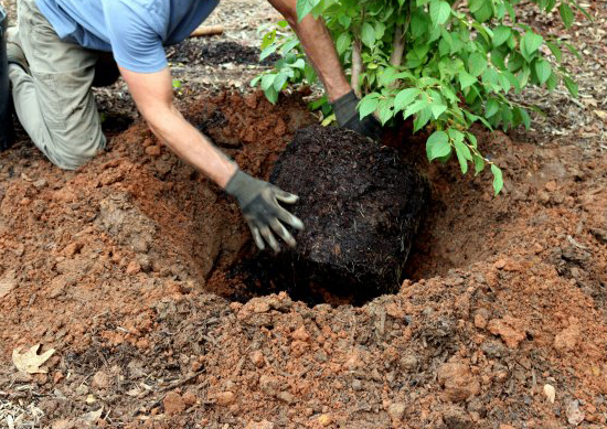 Tüplü Fidan 12 Ay Boyunca Dikilebiliyor