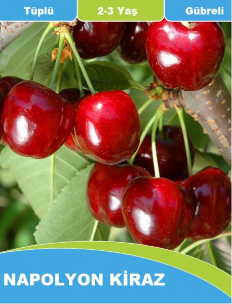 Aşılı, gübreli ve Tüplü Napolyon Kiraz fidanı (1-1.5 Metre) Aşılı, gübreli ve Tüplü Napolyon Kiraz fidanı (1-1.5 Metre)