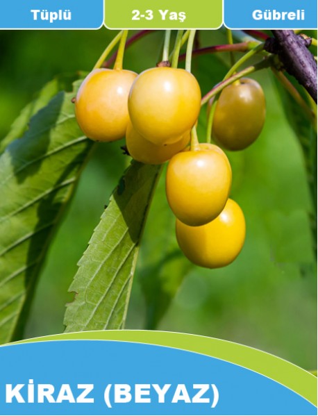Aşılı Tüplü ve Gübreli Beyaz Kiraz Fidanı (1-1.5 Metre) Aşılı Tüplü ve Gübreli Beyaz Kiraz Fidanı (1-1.5 Metre)