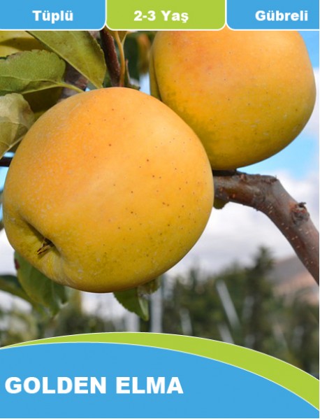 Aşılı ve Tüplü Golden Elma (1-1.5 Metre) Aşılı ve Tüplü Golden Elma (1-1.5 Metre)
