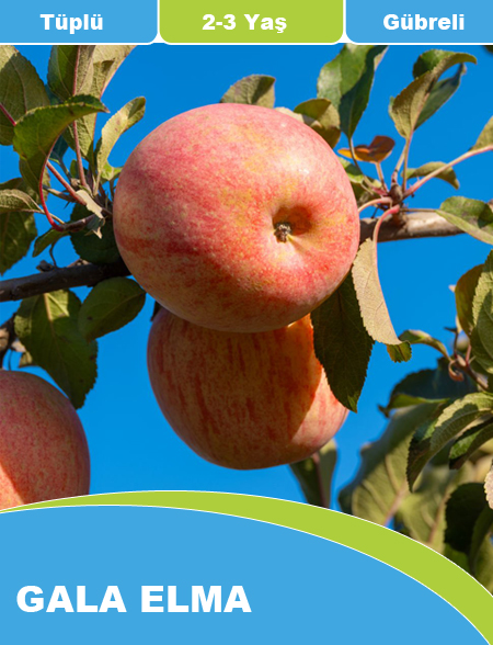 Gala Elma Gala Elma