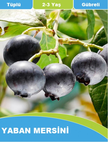 Kalp Dostu Yaban Mersini fidesi (10-20 Cm ) Kalp Dostu Yaban Mersini fidesi (10-20 Cm )