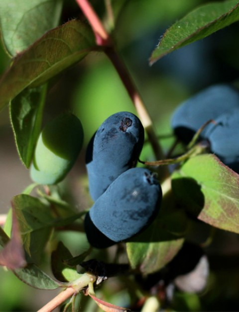 Bal Yemişİ (HONEYBERRY) Fidanı (15-20 Cm)