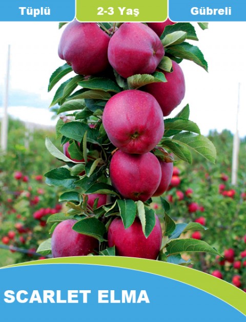 Tüplü, Aşılı Scarlet Elma Fidanı (1-1.5 Metre)