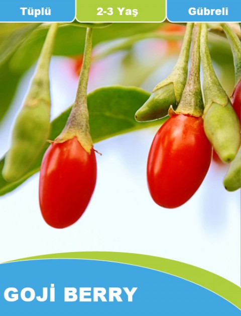 Goji Berry