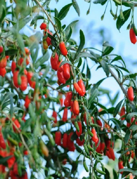 Goji Berry