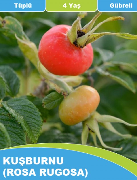 Tüplü Kuşburnu Fidanı (Rosa Rugosa) (20-30 cm )