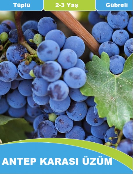 Tüplü, Aşılı Antep Karası üzüm fidanı (1-1.5 Metre ) Tüplü, Aşılı Antep Karası üzüm fidanı (1-1.5 Metre )