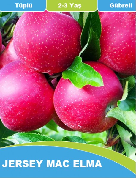 Tüplü Aşılı Jersey Mac Elma (1-1.5 Metre) Tüplü Aşılı Jersey Mac Elma (1-1.5 Metre)
