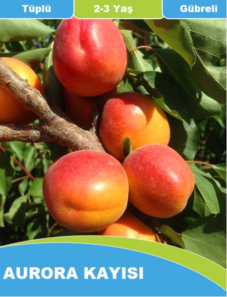 Tüplü, Aşılı ve Gübreli Aurora Kayısı Fidanı (1-1.5 Metre) Tüplü, Aşılı ve Gübreli Aurora Kayısı Fidanı (1-1.5 Metre)