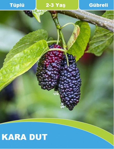 Tüplü, Aşılı ve Gübreli Kara Dut Fidanı ( 1- 1.5 Metre) Tüplü, Aşılı ve Gübreli Kara Dut Fidanı ( 1- 1.5 Metre)