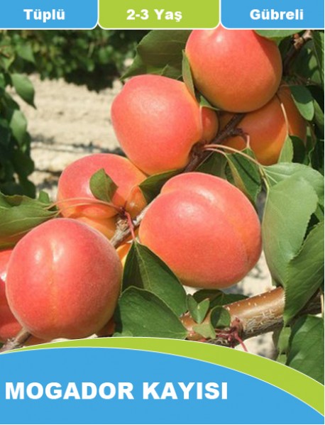 Tüplü, Aşılı ve Gübreli Mogador Kayısı fidanı (1-1.5 Metre) Tüplü, Aşılı ve Gübreli Mogador Kayısı fidanı (1-1.5 Metre)
