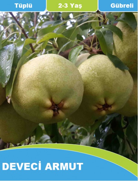 Tüplü Aşılı ve İlaçlı Deveci Armut Fidanı (1-1.5 Metre) Tüplü Aşılı ve İlaçlı Deveci Armut Fidanı (1-1.5 Metre)