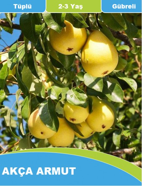 Tüplü Erkenci Akça Armut Fidanı (1-1.5 Metre) Tüplü Erkenci Akça Armut Fidanı (1-1.5 Metre)