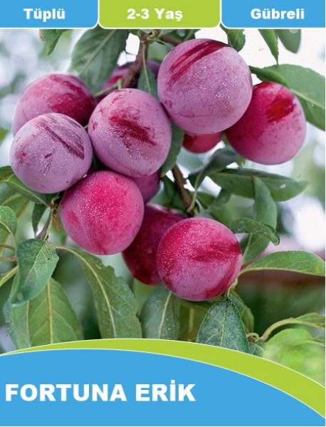 Tüplü Fortuna Erik Fidanı ( 1-1.5 Metre ) Tüplü Fortuna Erik Fidanı ( 1-1.5 Metre )
