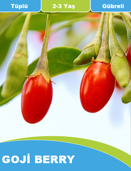 Goji Berry