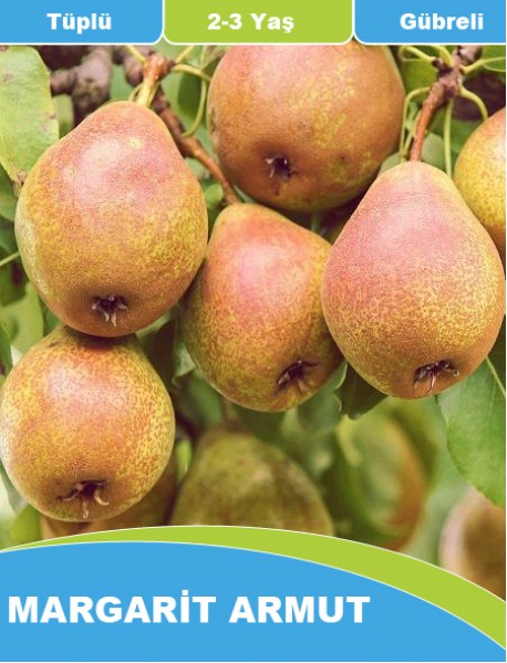 Tüplü Margarita Marilla Kieffer Armut Fidanı (1-1.5 Metre) Tüplü Margarita Marilla Kieffer Armut Fidanı (1-1.5 Metre)